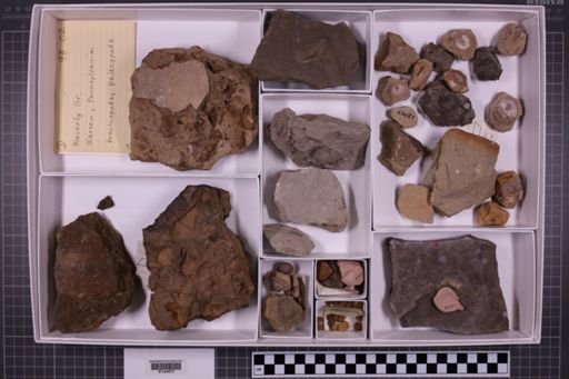 mixed taxa, stratigraphic collection