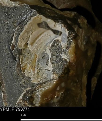 undet. Bivalvia