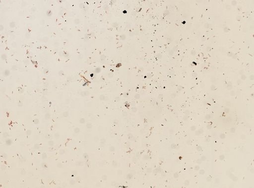 Euglena sanguinea