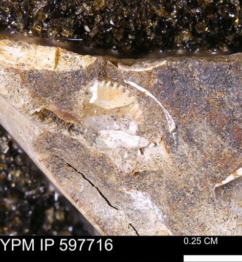 undet. Mollusca