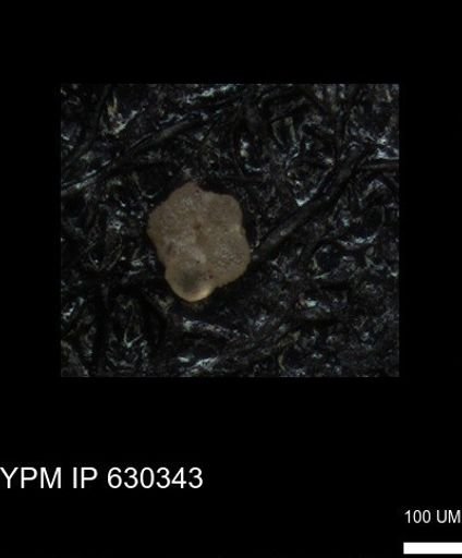 undet. Foraminiferida