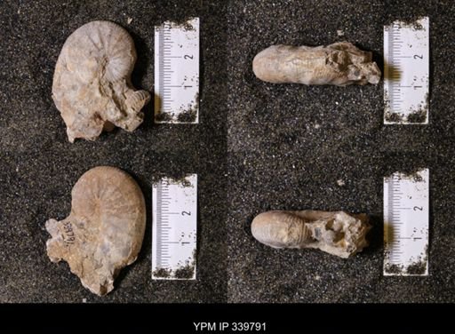Scaphites whitfieldi