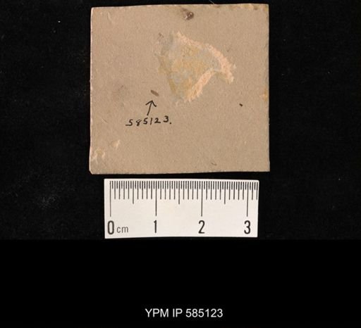 undet. Coleoptera