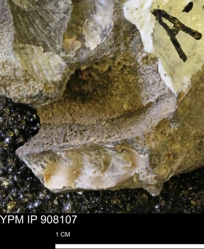 undet. Mollusca