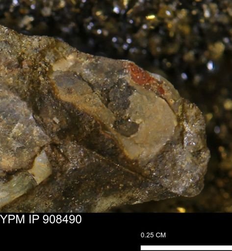 undet. Mollusca
