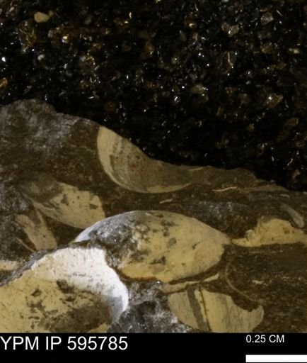 Protocardia sp.