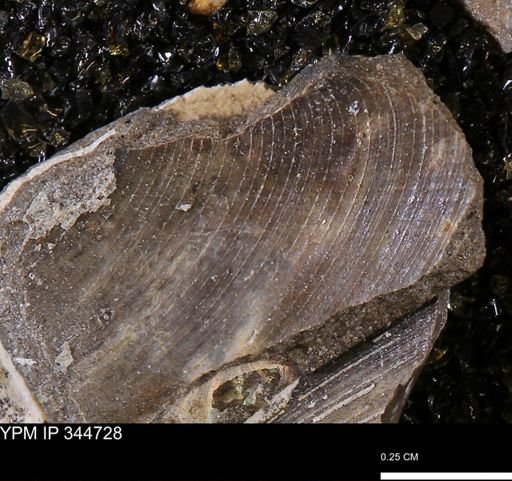 Limopsis striatopunctatus