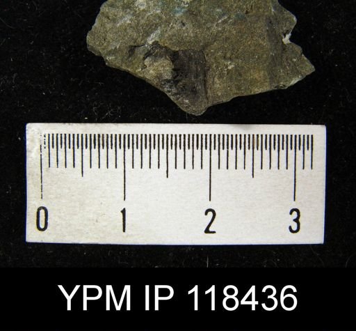 Lingula lewisii
