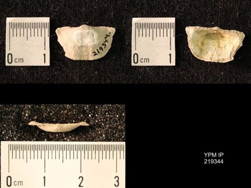 Chonetes granulifer