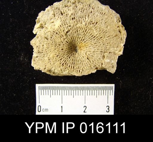 Fenestella parvulipora