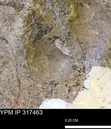 undet. Mollusca