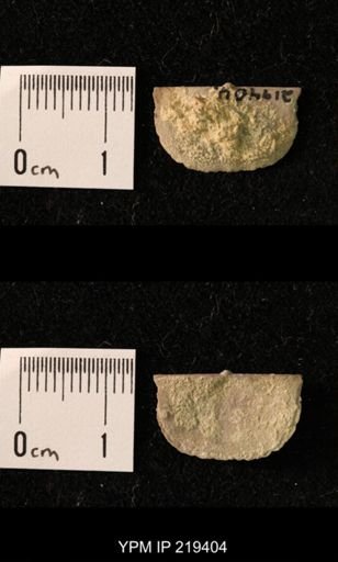Chonetes granulifer