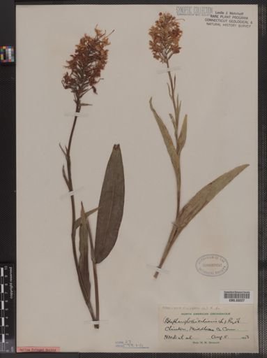 Habenaria ciliaris