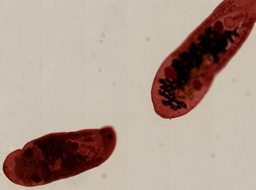 Platyhelminthes