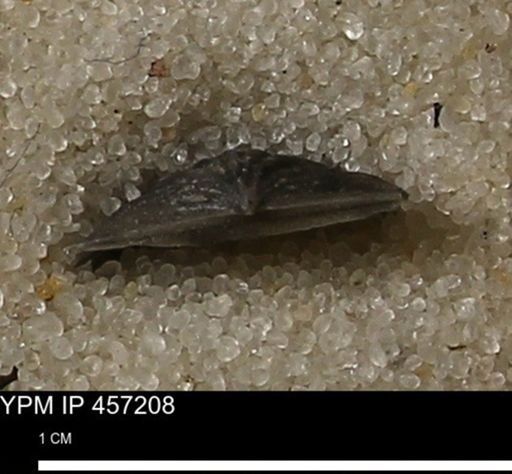 Stropheodonta erratica solidicosta