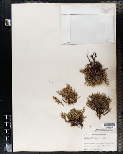 Selaginella