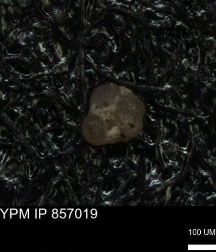 undet. Foraminiferida
