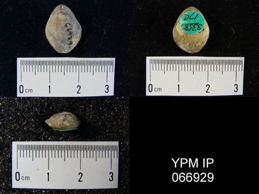 Centronella navicella