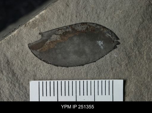 undet. Eurypterida