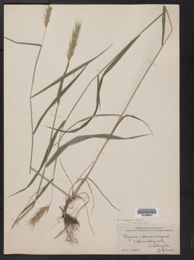 Elymus virginicus