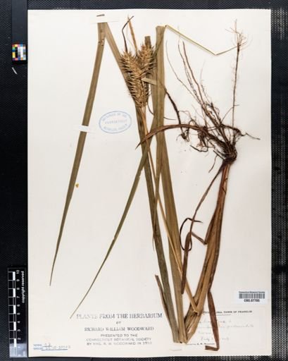Carex