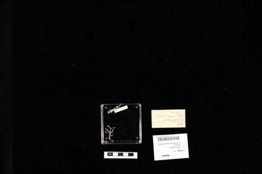 Hylidae