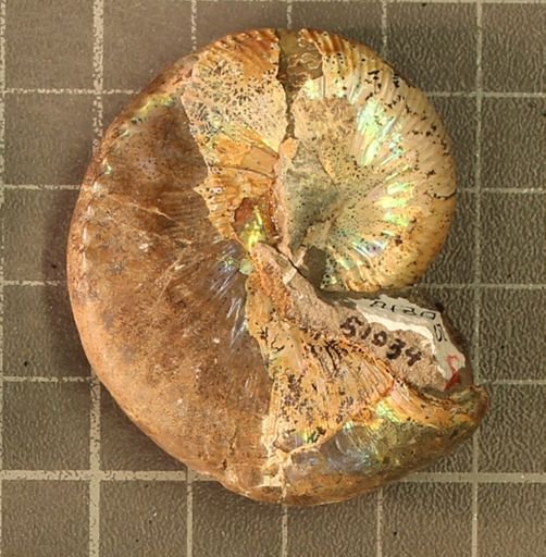 Hoploscaphites nicolletii