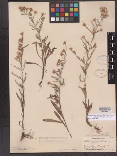 Symphyotrichum pilosum