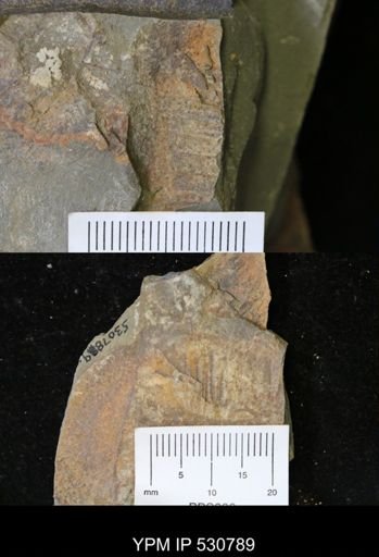 Aegirocassis sp.