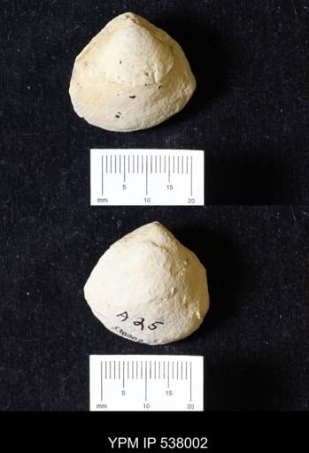 Protocardia aff. texana
