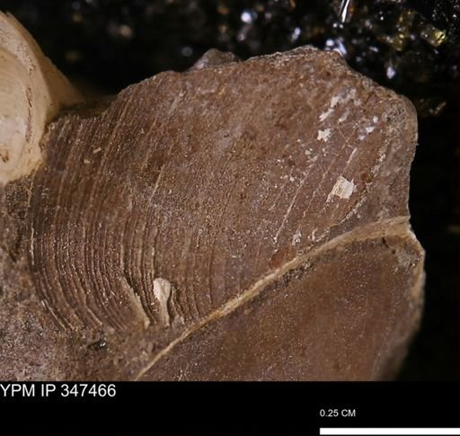 undet. Bivalvia