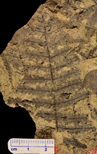 Microphyllopteris gieseckiana