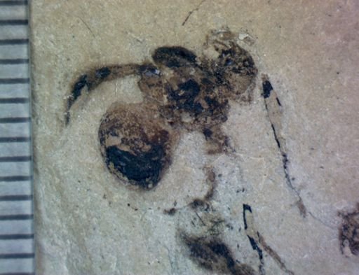 undet. Hymenoptera