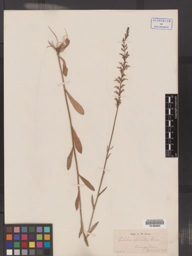Lobelia inflata