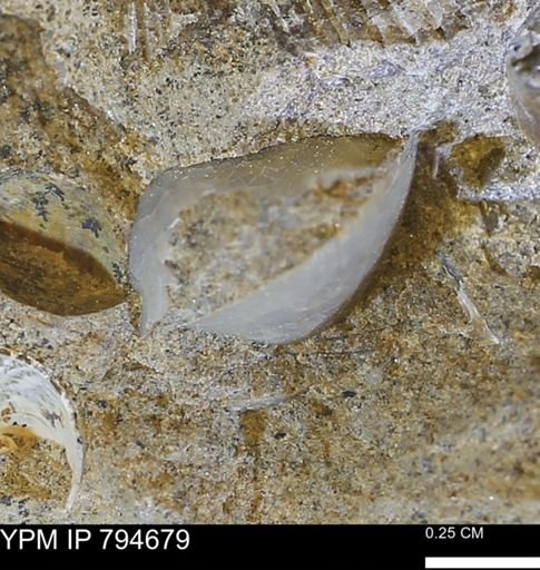undet. Bivalvia