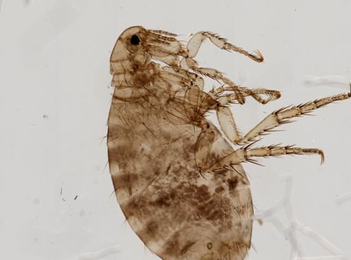 Pulex irritans
