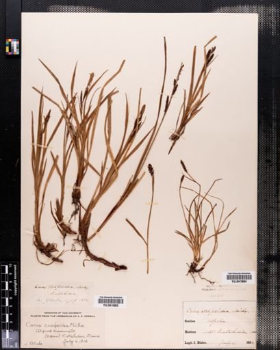 Carex scirpoidea