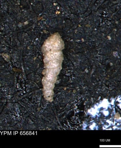 Verneuilinoides kansasensis