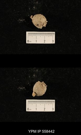 Phricodothyris sp.