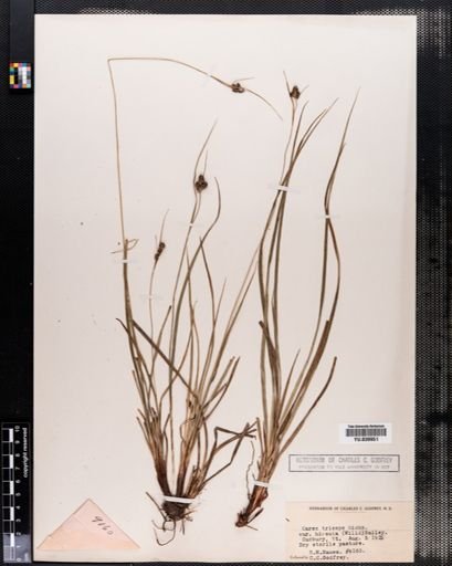 Carex hirsutella