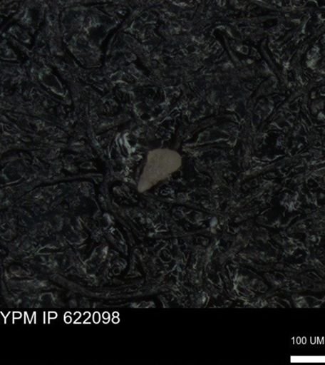 undet. Heterohelicidae