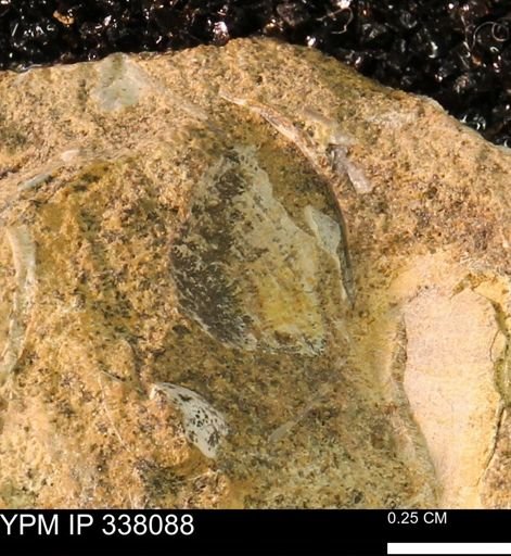 undet. Bivalvia