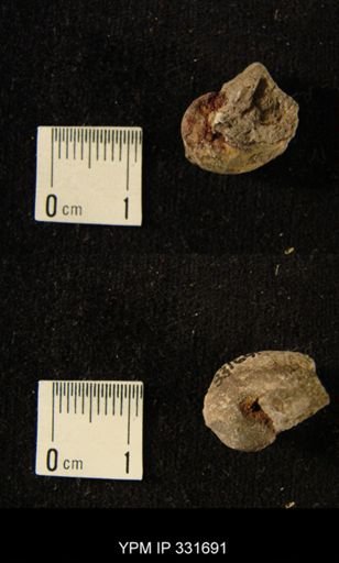 Phragmolites?
