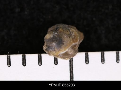 Protocardia subquadrata
