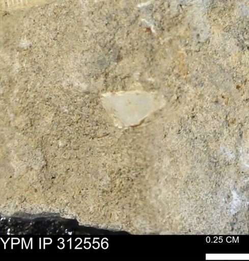 undet. Mollusca