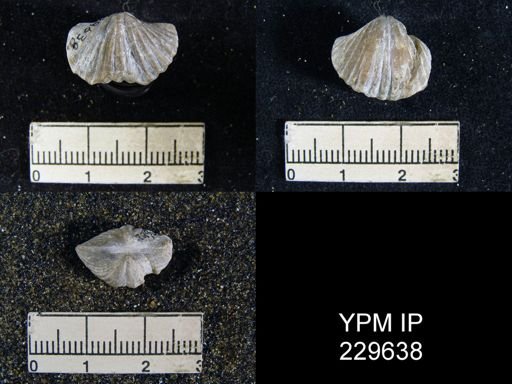 Spirifer opimus