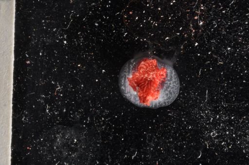 Tubulipora pacifica