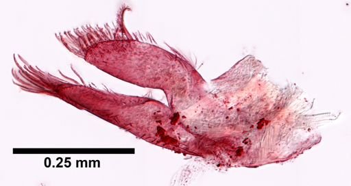 Hyale plumulosa