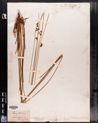 Juncus balticus