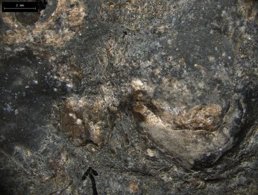 Aplocoma damesii
